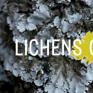 Tickets Lichens GO évaluez la qualité de l air dans votre quartier