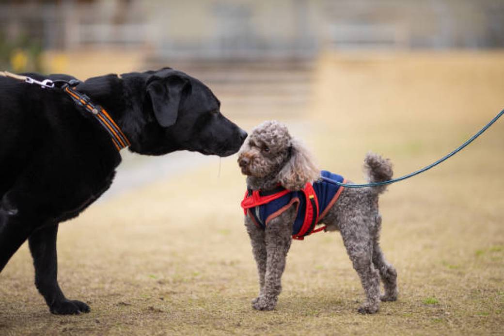 Tickets Harmoniser Les Interactions Entre Chiens Ma Triser Les