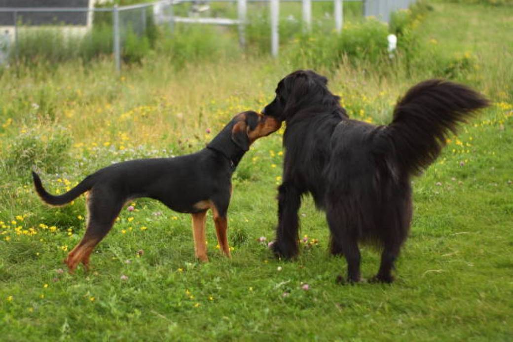 Tickets Harmoniser Les Interactions Entre Chiens Ma Triser Les