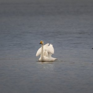 Tickets Visite Les Oiseaux Hivernants Des Marais D Harchies Billetweb