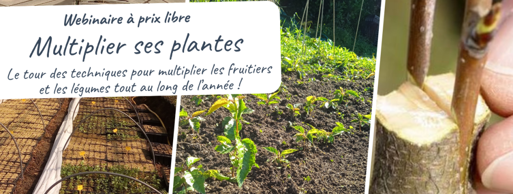 Webinaire "Multiplier ses plantes"