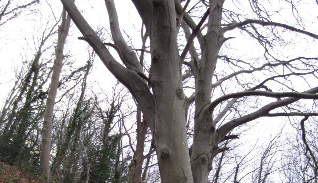 A la rencontre des arbres 