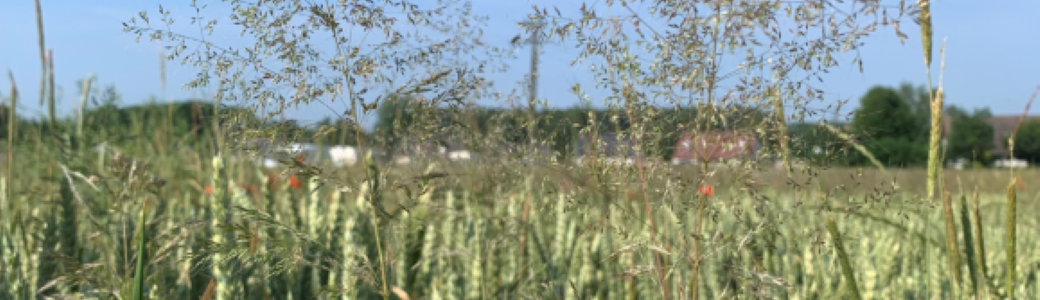 Accompagner la réduction herbicide : avec quels outils et pour mettre en place quelles pratiques ?