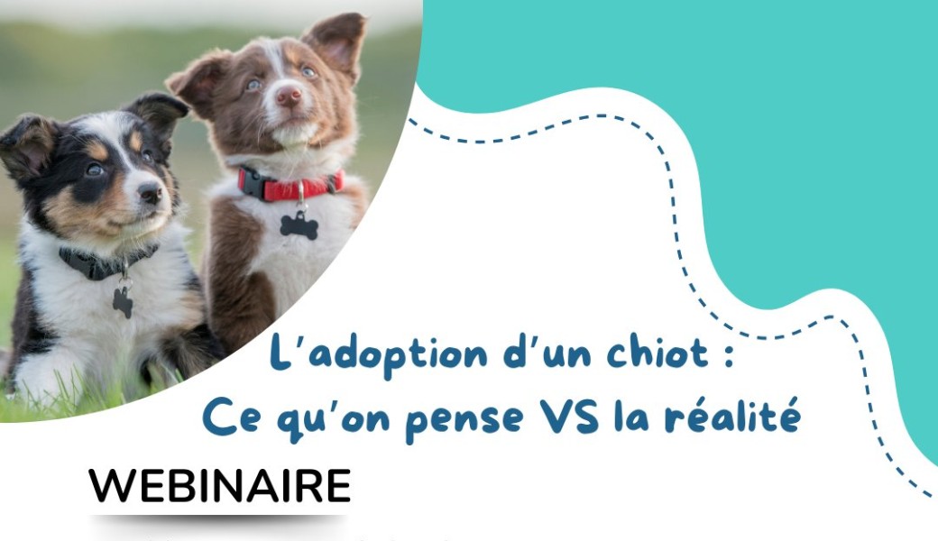 Adoption d'un chiot : ce qu'on pense VS la réalité