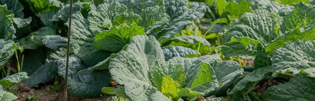 ATELIER | A la découverte des légumes du potager à la manière de l'artiste Arcimboldo (6-10 ans)