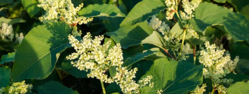 Atelier Cherche la p'tite bête - Les espèces exotiques de nos jardins 