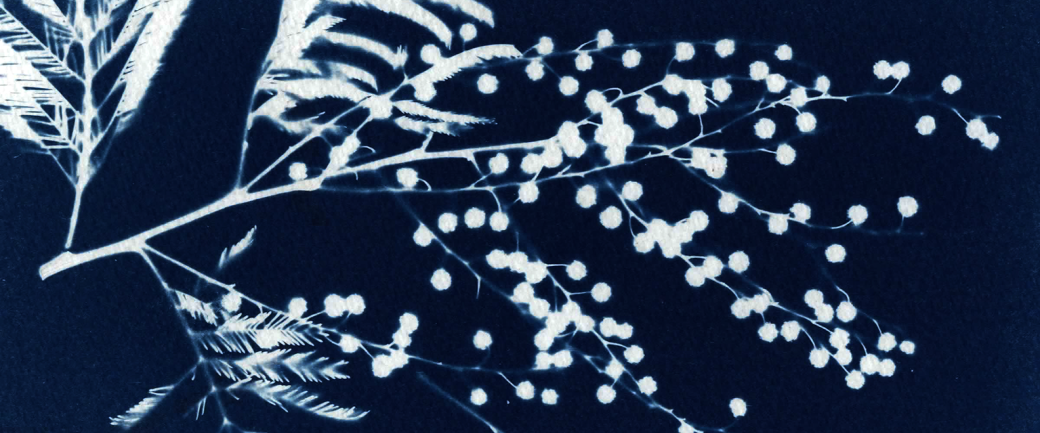 Atelier Cyanotype