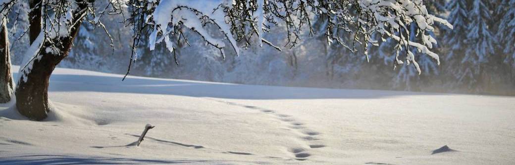 ATELIER | La Neige (6-10ans)