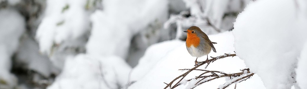 Atelier plein air : Les oiseaux en hiver