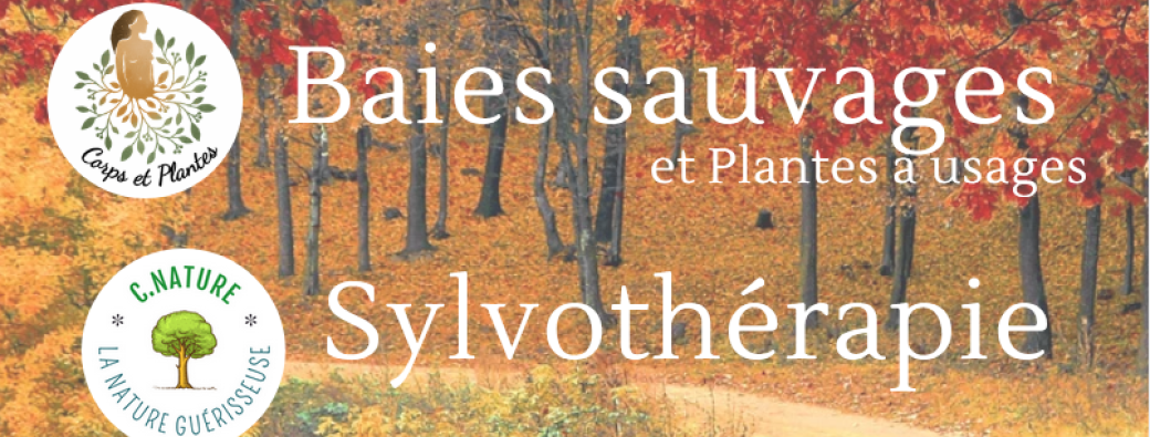 Baies Sauvages et Sylvothérapie 