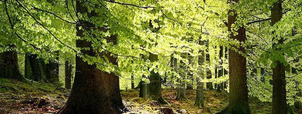 Bain de forêt - Se connecter à sa nature