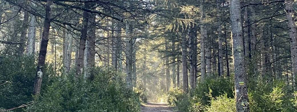 Bain de forêt - Se connecter à sa nature