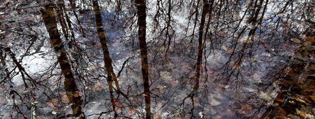 Bain de forêt "Immersion Bien-Etre"