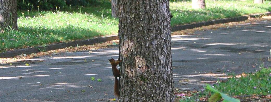 Balade "à la recherche de l'écureuil"