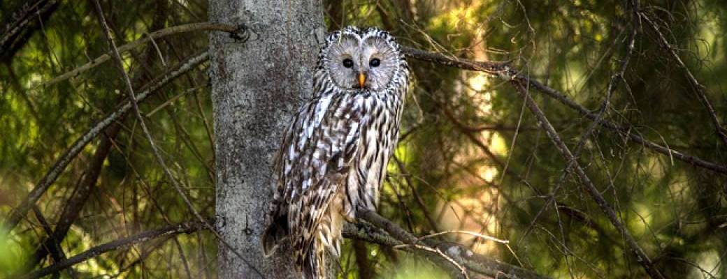 NUIT D'HALLOWEEN... La forêt magique et ses secrets 