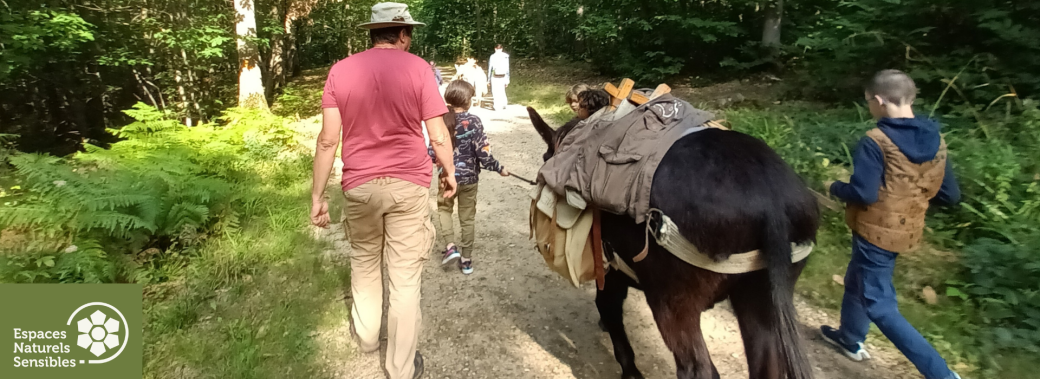 Balade en forêt avec les ânes 