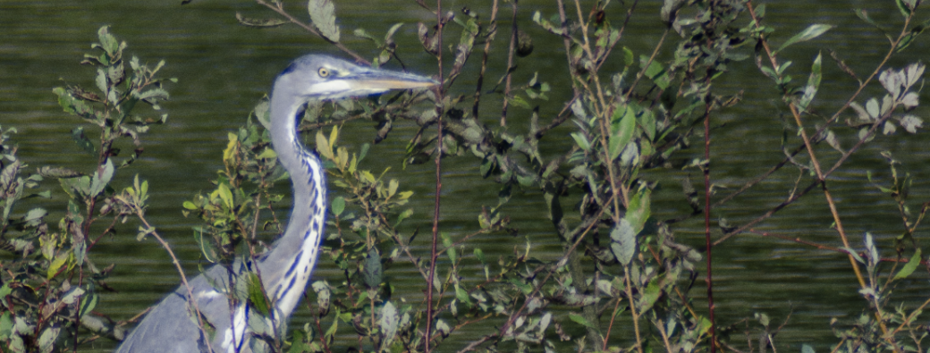 Balade guidée ornithologique et nature sur les bassins de Frasnes 