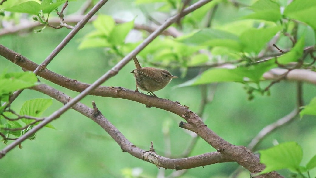 balade oiseaux au jardin du Luxembourg