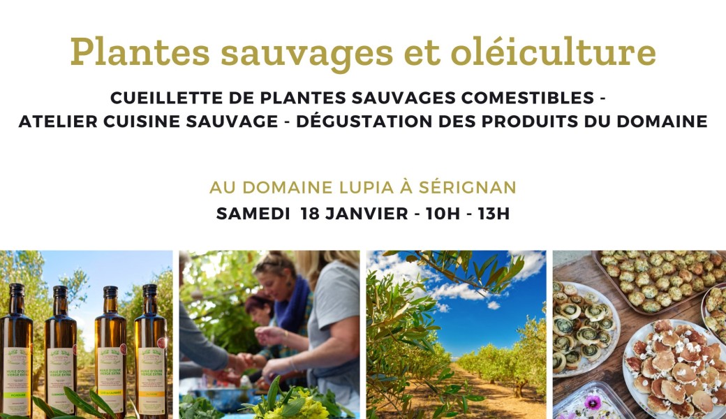 Balade plantes sauvages comestibles, atelier cuisine et oléiculture