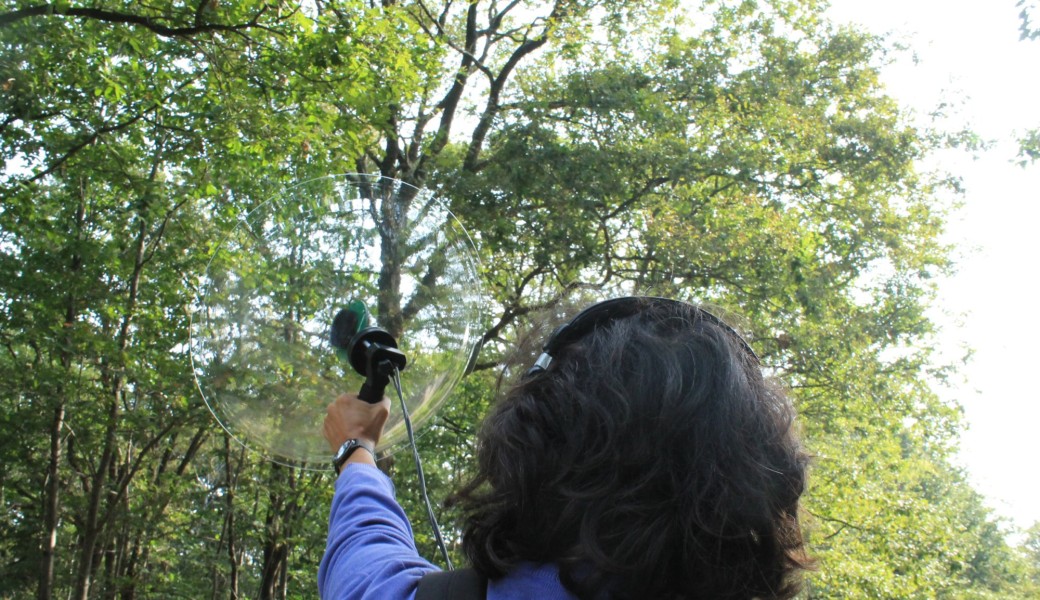 Balade sonore en forêt