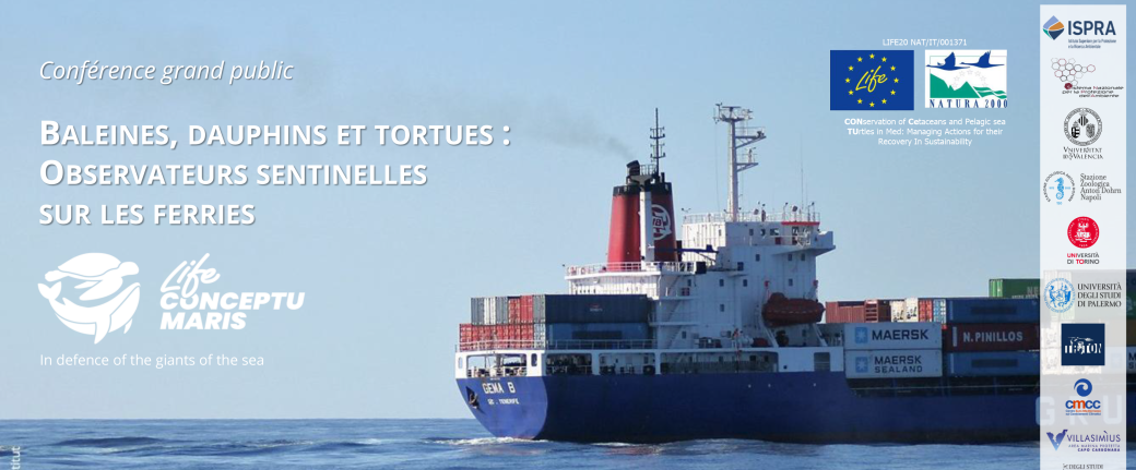 Baleines, dauphins et tortues en Méditerranée, des observateurs sentinelles sur les ferries