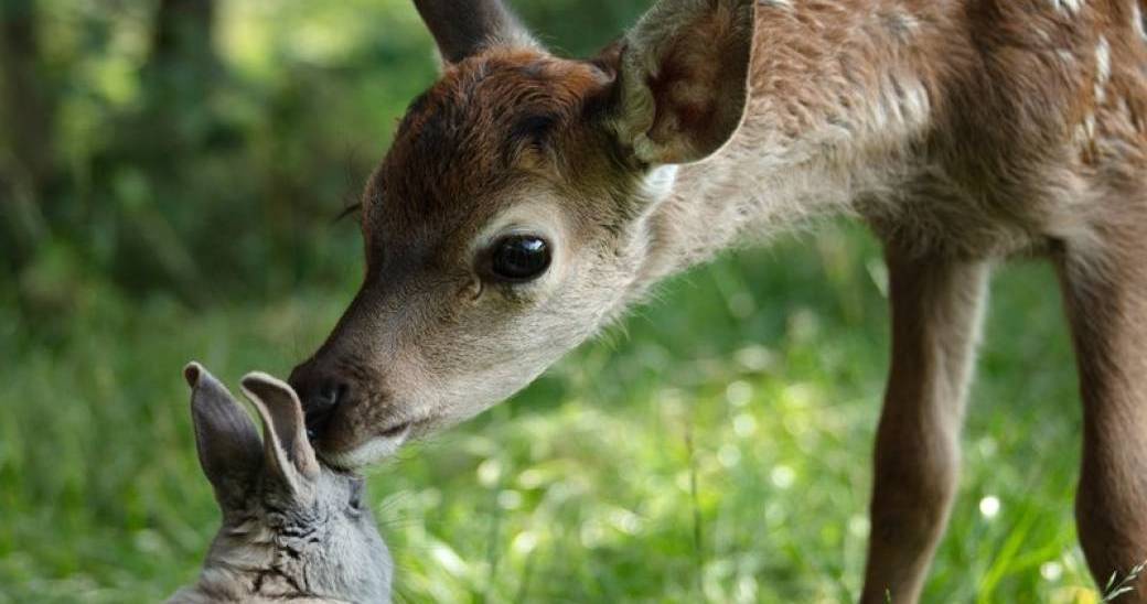 BAMBI : L'histoire d’une vie dans les bois