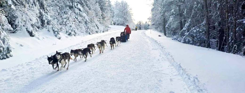 Bon Kdo 2025 Baptême Chiens de Traîneau Vercors + visite culturelle