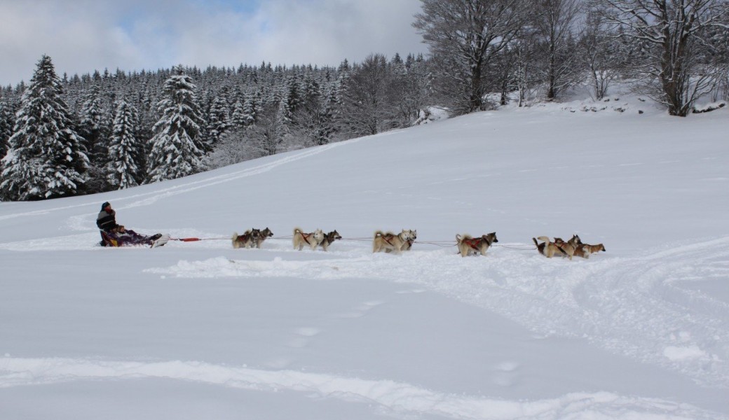 Bon Kdo Chiens de traîneau Vosges 2025 - Baptême pour 2 adultes et 1 enfant