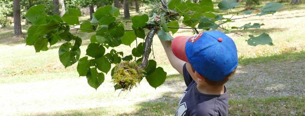 Botanistes en herbe