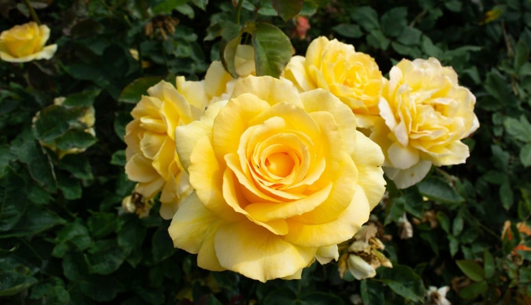 Cérémonie de PLEINE LUNE en Balance / Soin quantique de la rose jaune