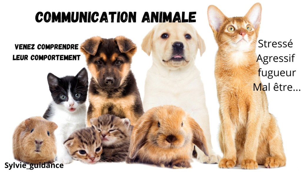 Communication animale