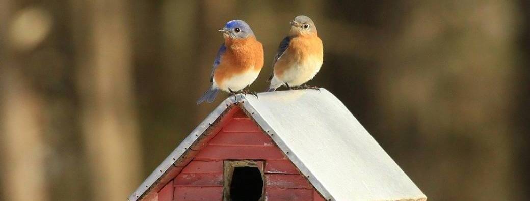 Conférence : les oiseaux de nos jardins