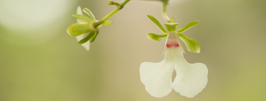 Conférence naturaliste : Interactions insectes & orchidées, sur les pas de Charles DARWIN