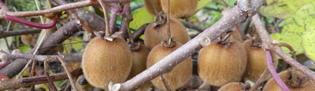 Créez votre verger familial pour y récolter tous vos fruits pour toute l'année !