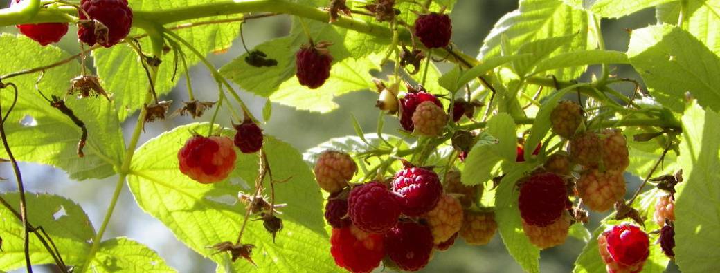 Cycle d'écriture "L’univers a un goût de framboise"