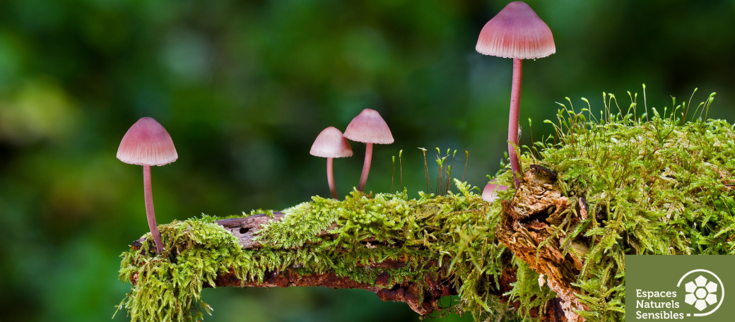 Le champignon et son petit réseau mycorhizien