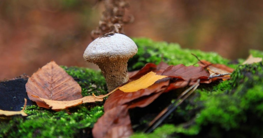 Réconnaître champignons et goûter plantes sauvages au Printemps (Retournac, Haute-Loire)