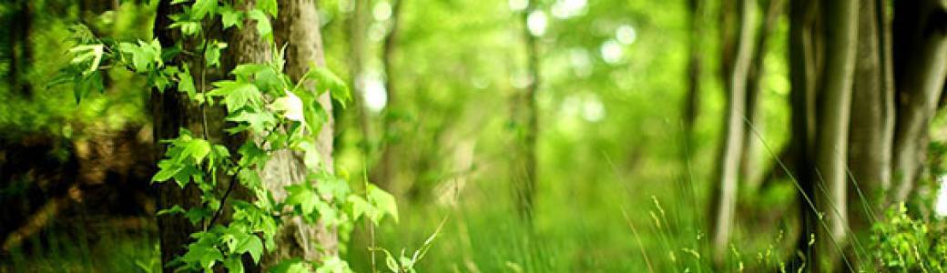 Découverte des plantes sauvages au plateau de la Danse (Quéret, 42)