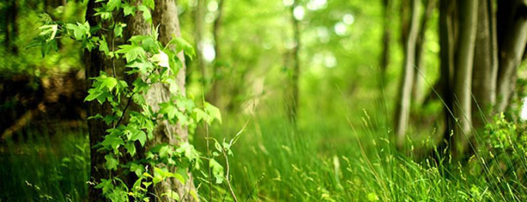 Découverte des plantes sauvages sur la piste des castors (Haute-Loire)