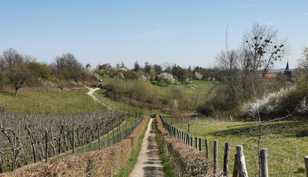 Des vergers fleuris jusqu’au… sirop de Borgloon!