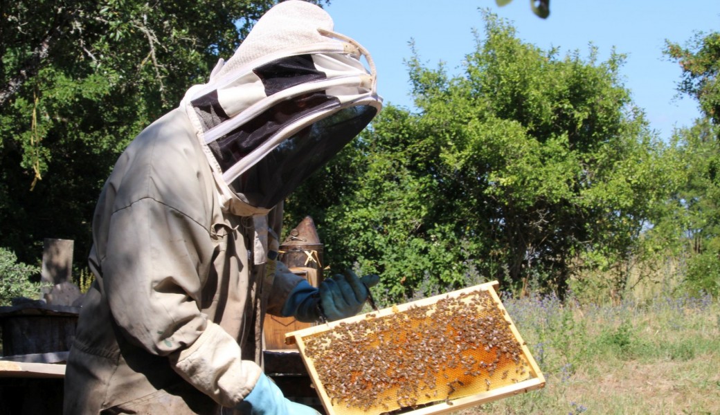 Duo avec Guillaume et ses abeilles