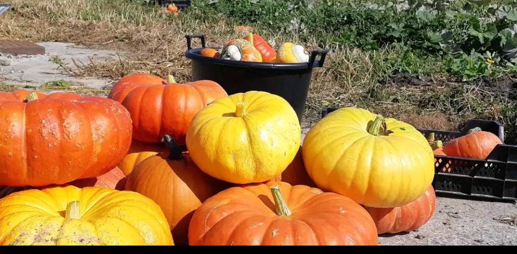 Ebook de Cécile- La Courge en fête