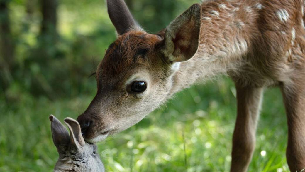 Filem'On: BAMBI, HET VERHAAL VAN EEN LEVEN IN EEN BOS