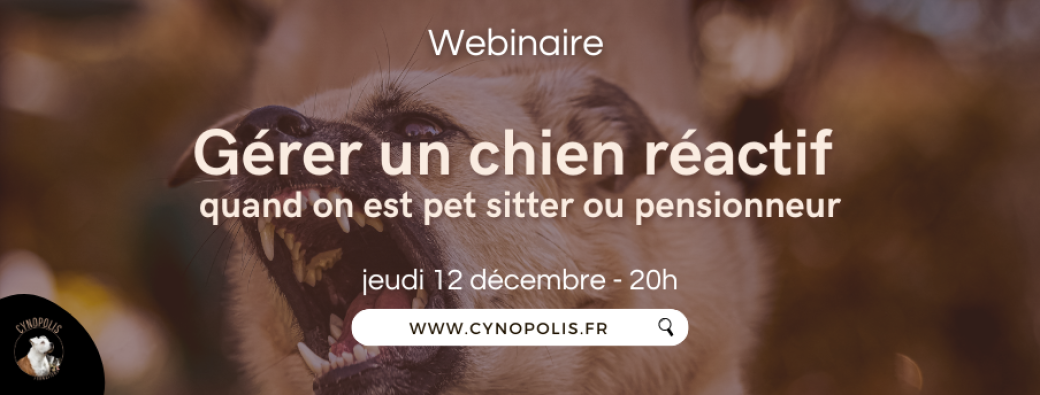 Gérer un chien réactif, quand on est pet sitter ou pensionneur