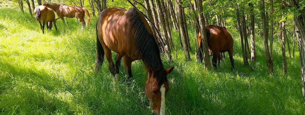 Ressourcement & Métamorphose avec les chevaux