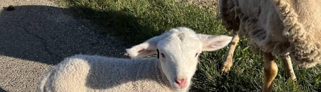 JOURNEE AGROPASTORALE- MECHOUI