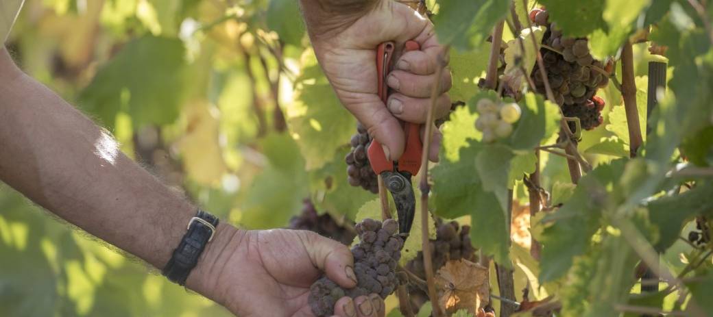 Journée d'initiation aux vendanges 2024