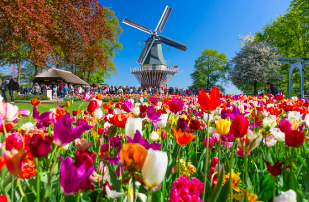 KEUKENHOF, le plus beau parc à bulbes du monde