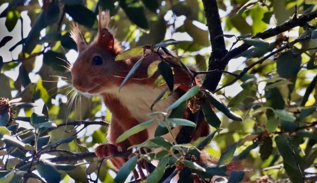 LA BIODIVERSITE EN FORÊT D'ESCANDORGUES !