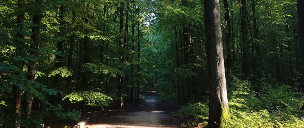 La forêt de Soignes, toute une histoire/Het Zoniënwoud : een plaats met geschiedenis